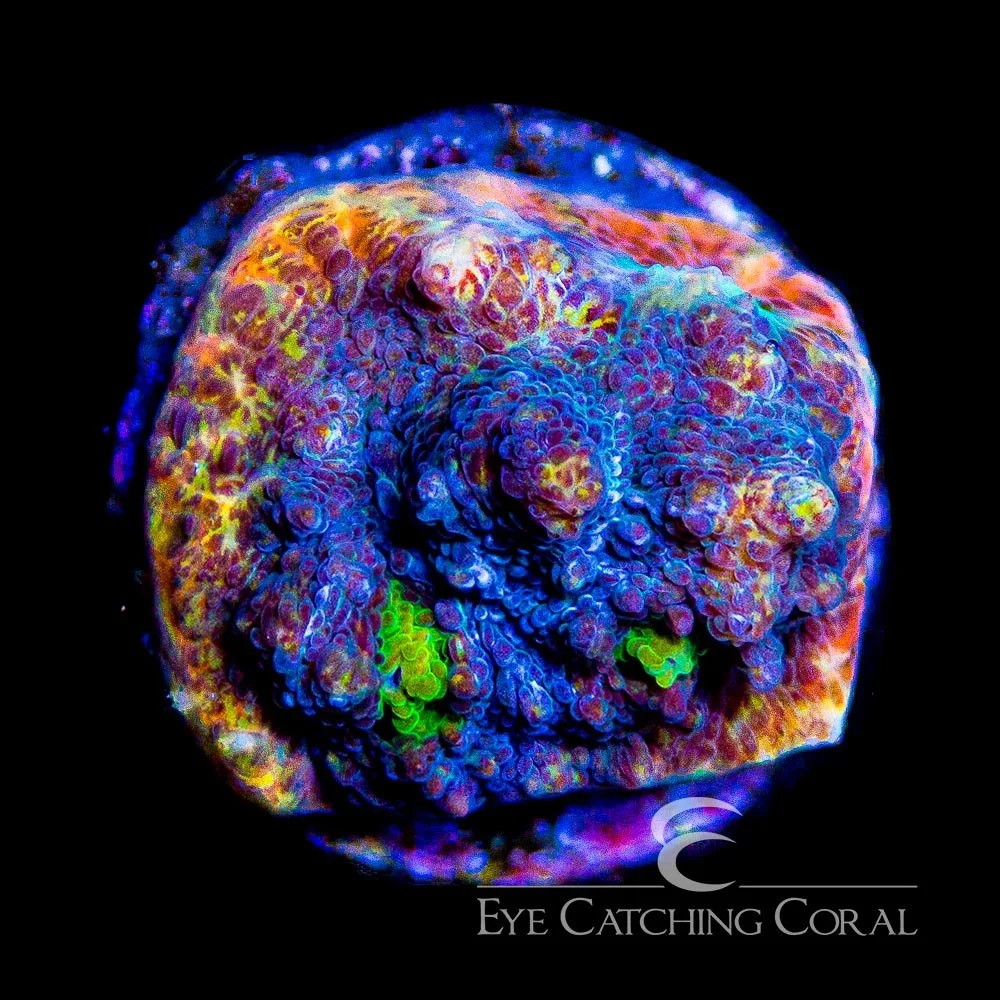 ECC Sabertooth Chalice Frag — Special Order [AC861]