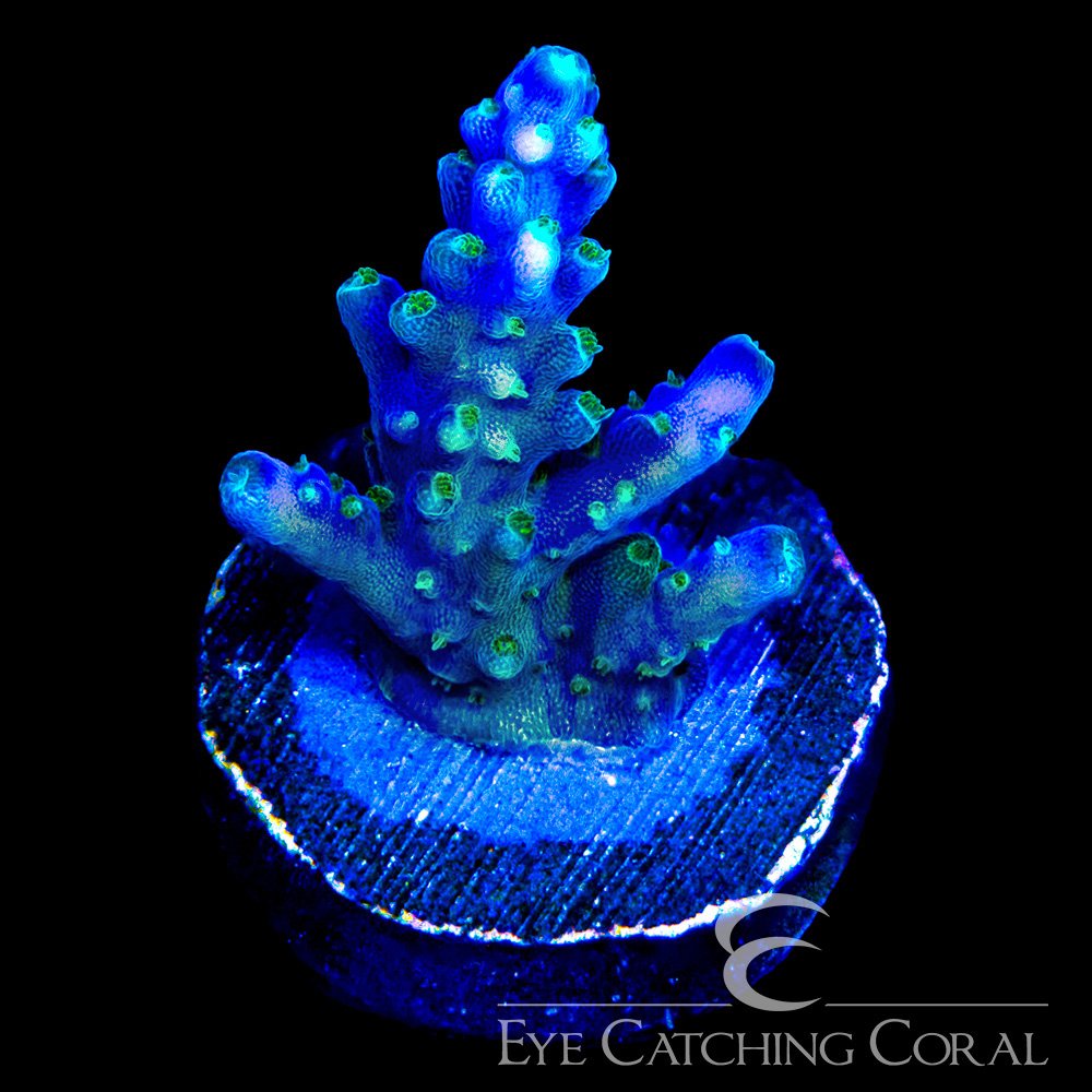 ECC Tricolor Valida Acropora Frag — Special Order [AC1143]