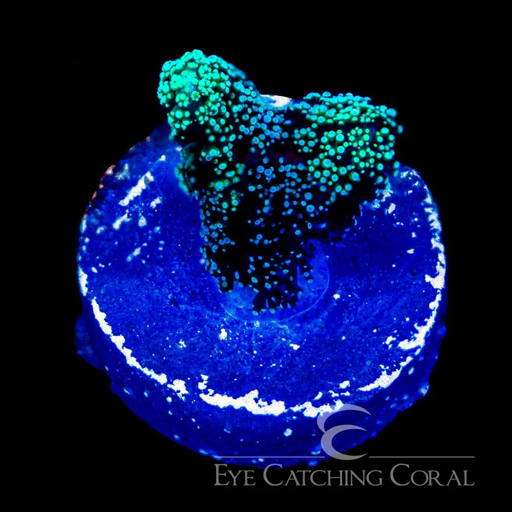 ECC Lemon Lime Birdsnest Frag — Special Order [AC1125]