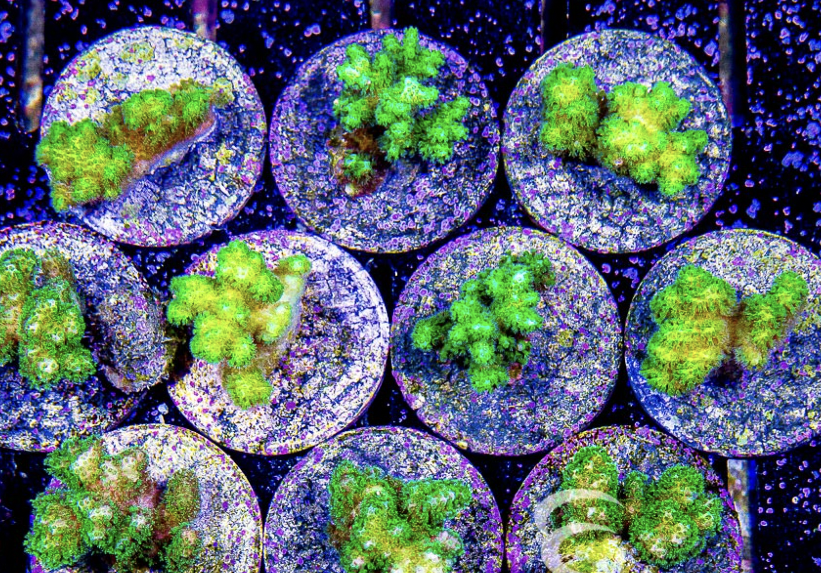 Green Pocillopora Frag