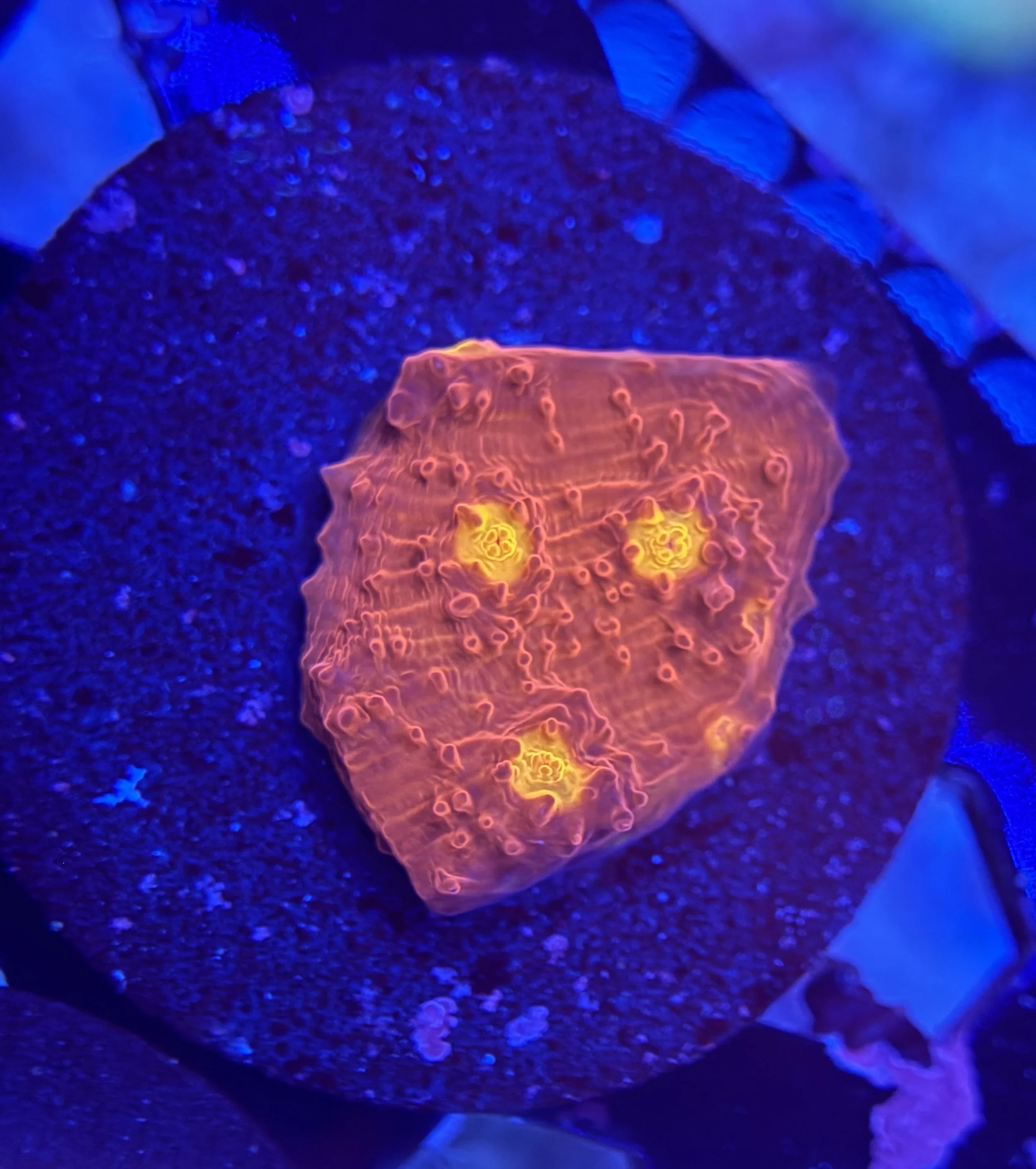 Ultra Chalice Frag 004