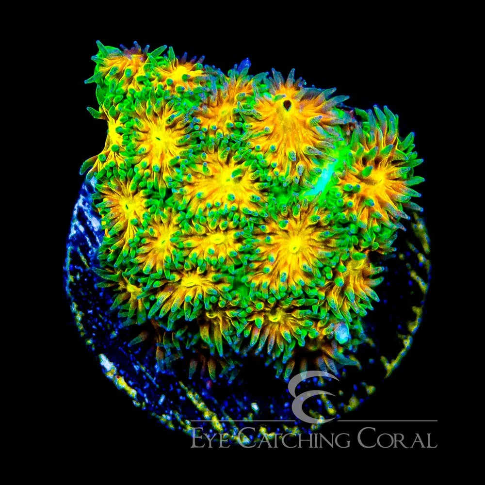 ECC Lucky Burst Leptastrea Frag — Special Order [AC1017]