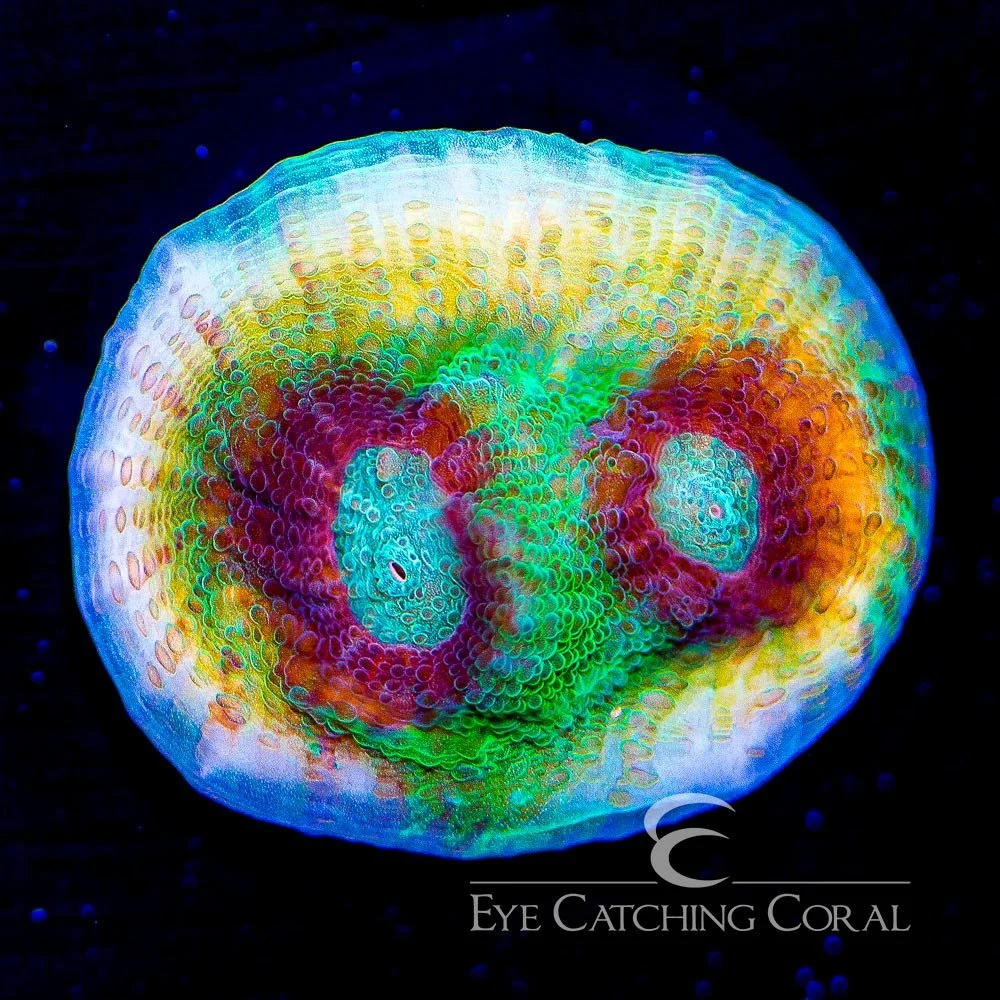 ECC Time Capsule Chalice Frag — Special Order [AC680]