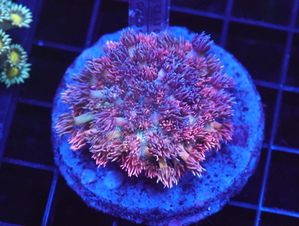 B82 -Indo Fairytale Goniopora — Special Order [SDC-B82]