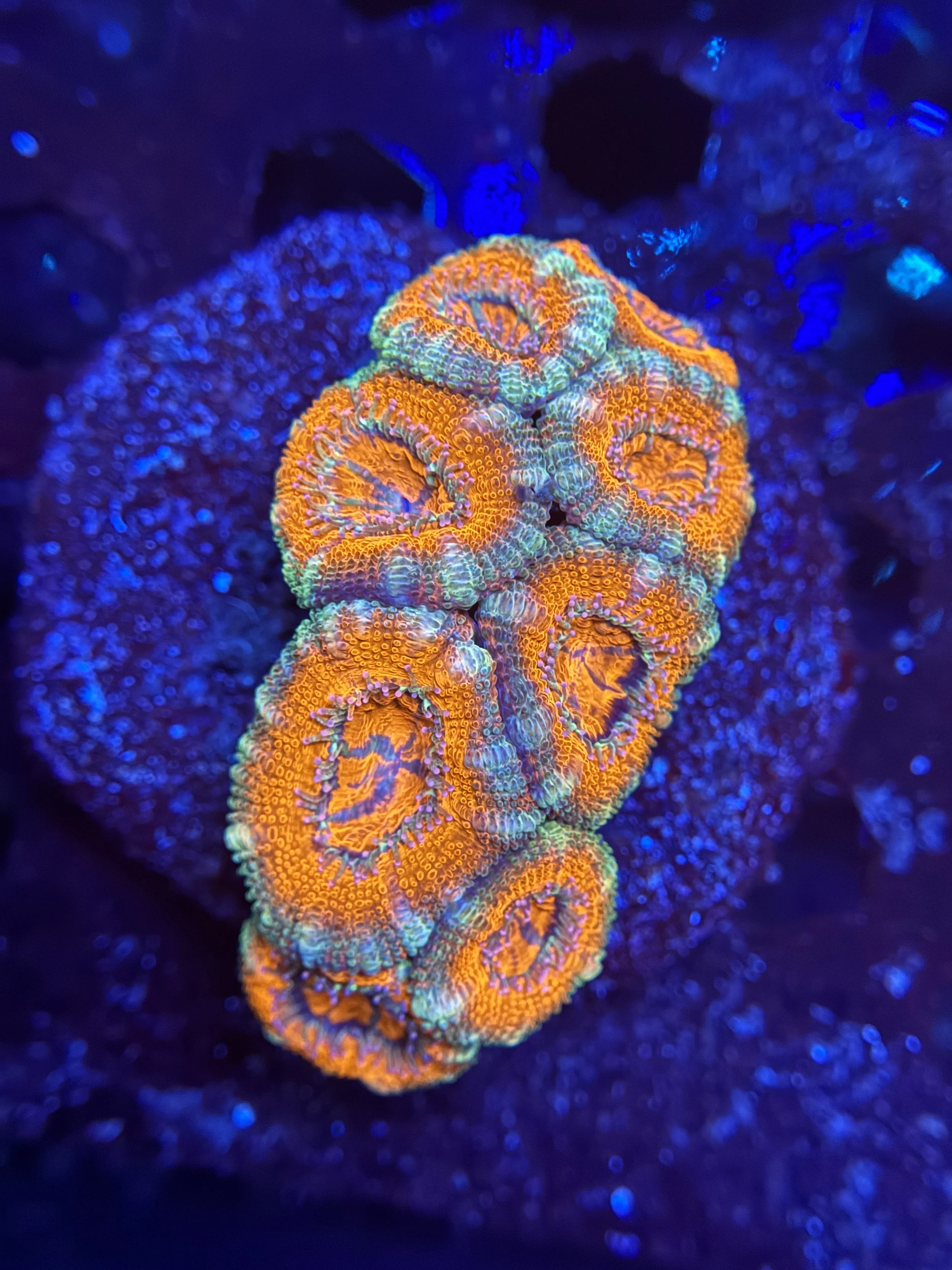Acan Colony
