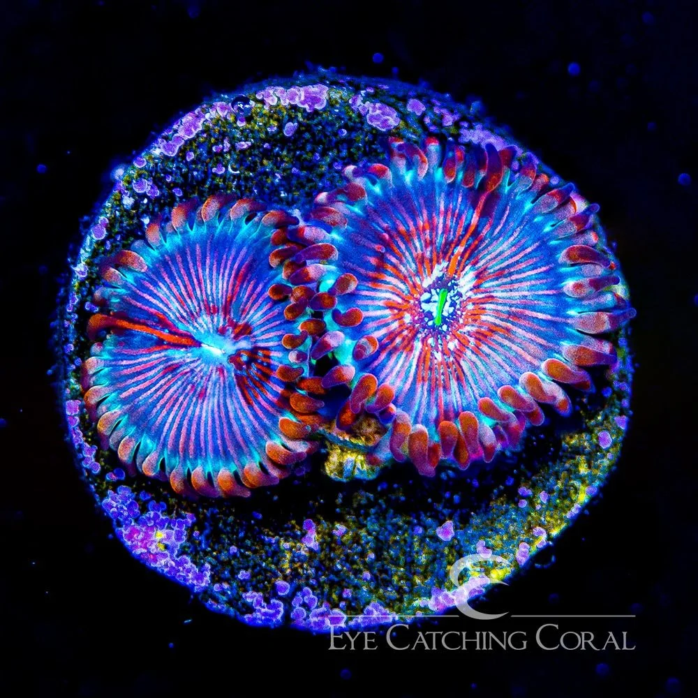 CB White Zombie Zoanthid (2+ Polyp Average) — Special Order [AC822]
