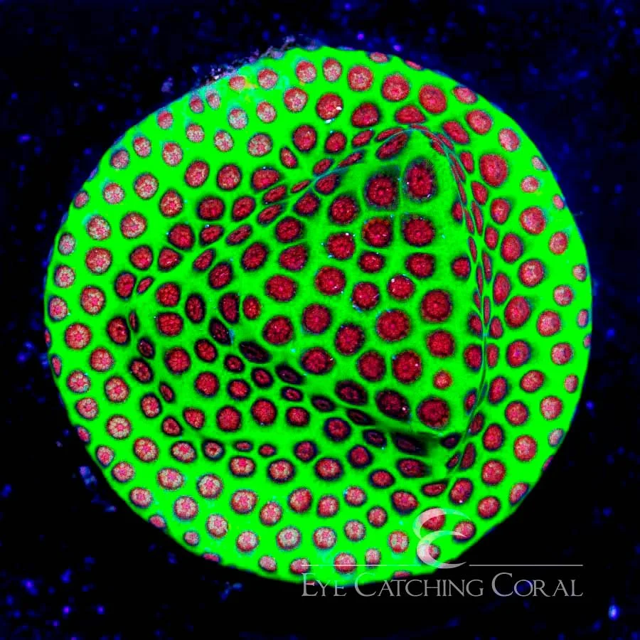 Jason Fox Red Eye Porites Frag — Special Order [AC70]