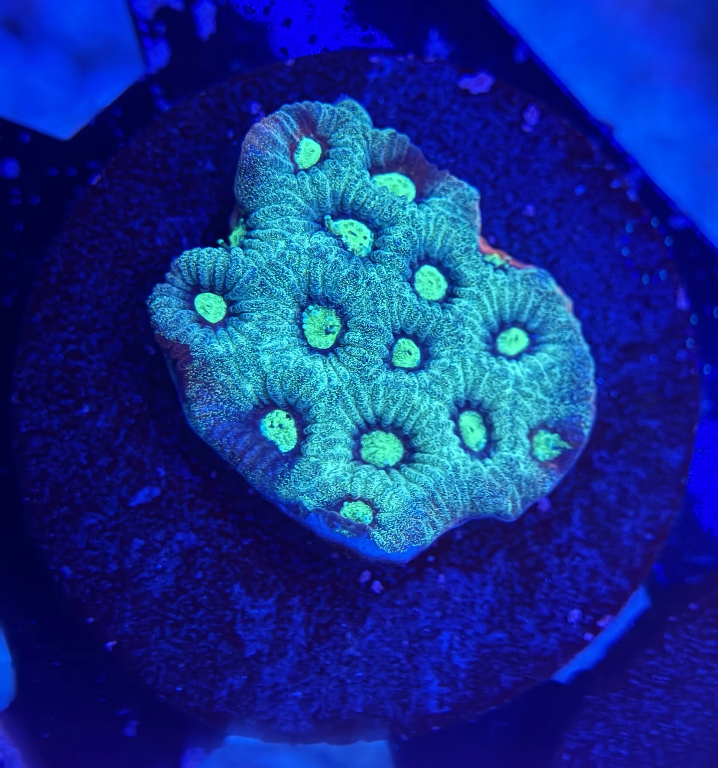 War Coral Frag 004