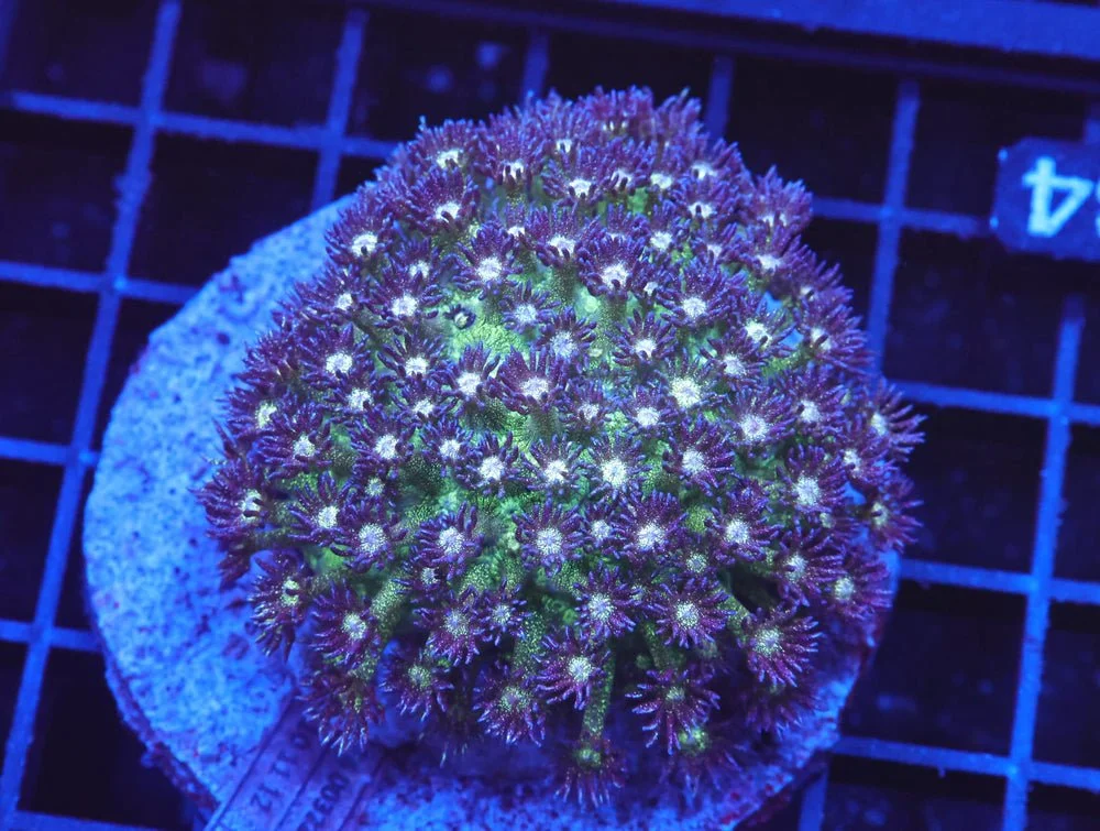 B34 -Indo Glitter Bomb Goniopora — Special Order [SDC-B34]