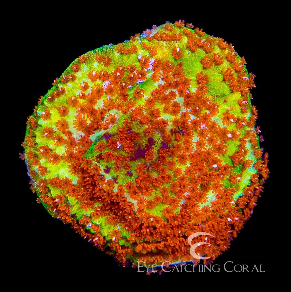 ECC Chili Pepper Montipora Frag — Special Order [AC792]