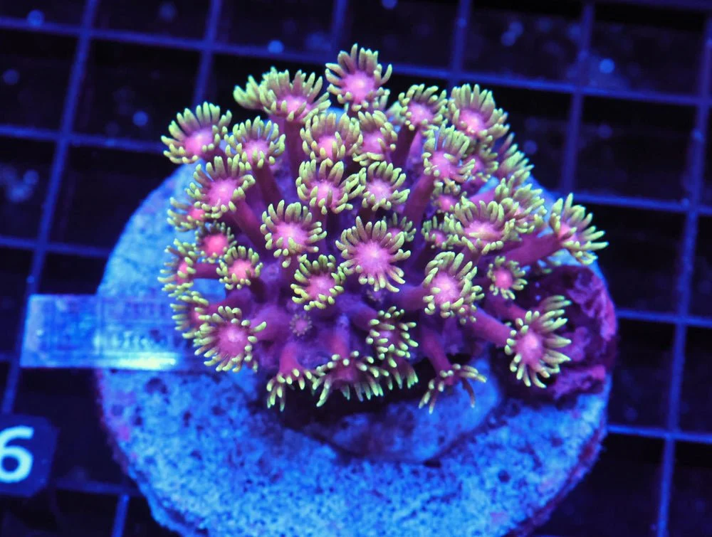 B66 -Indo Date Night Goniopora — Special Order [SDC-B66]