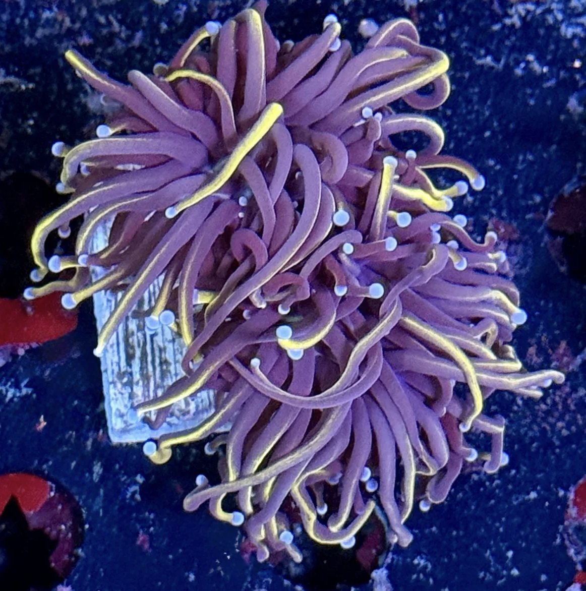 Wolverine Torch Frag