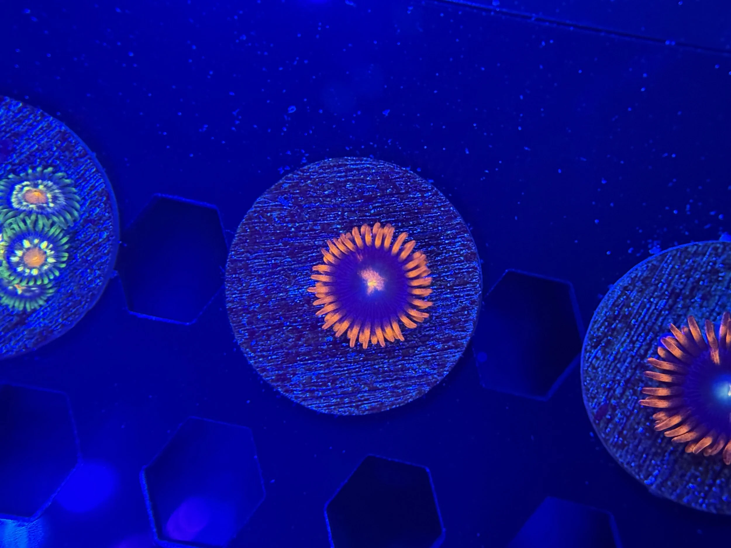 Red Zoa Single Polyp