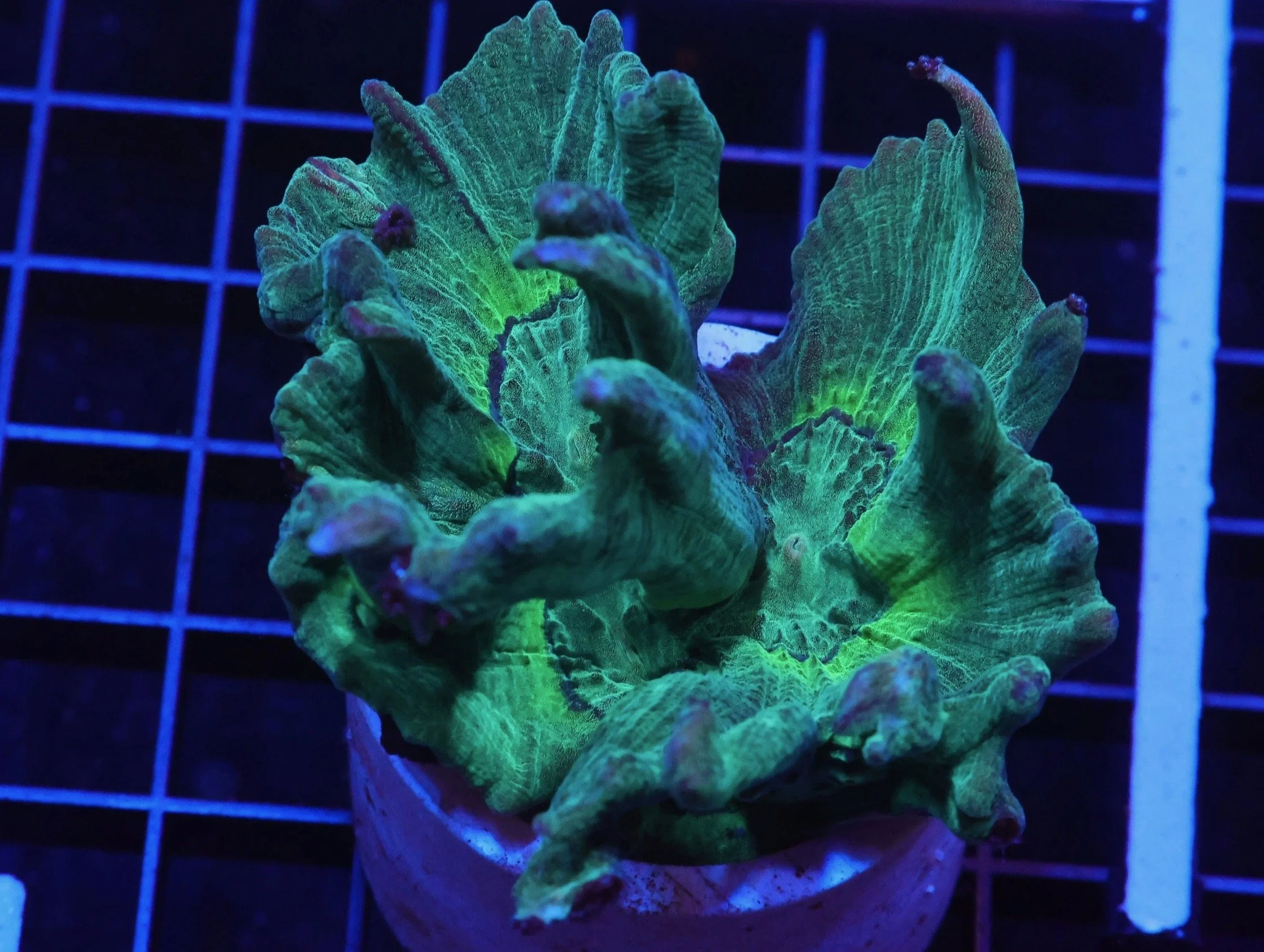 Radioactive Pectinia.JPEG