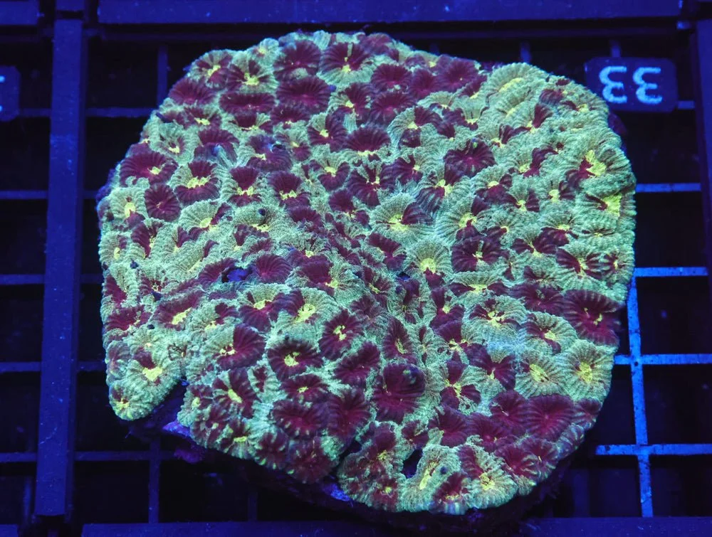B33 -Indo Marbled War Zone Favia — Special Order [SDC-B33]