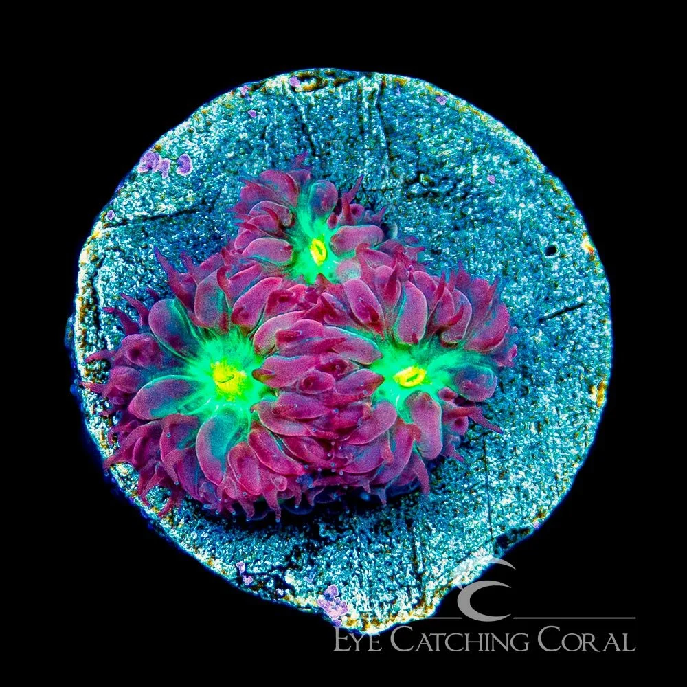 ECC Rose Water Blastomussa Merletti Frag — Special Order [AC928]