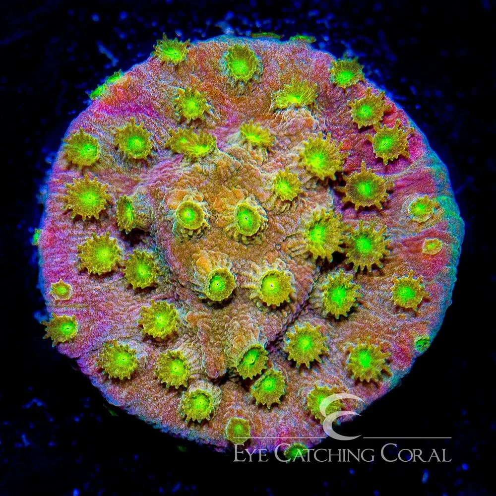 ECC Alien Eye Cyphastrea Frag — Special Order [AC414]