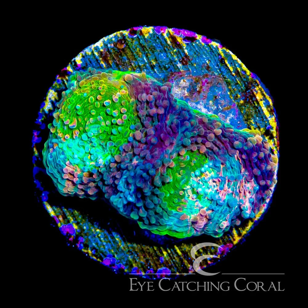 ECC Flamingo Splatter Echinata Frag — Special Order [AC1188]