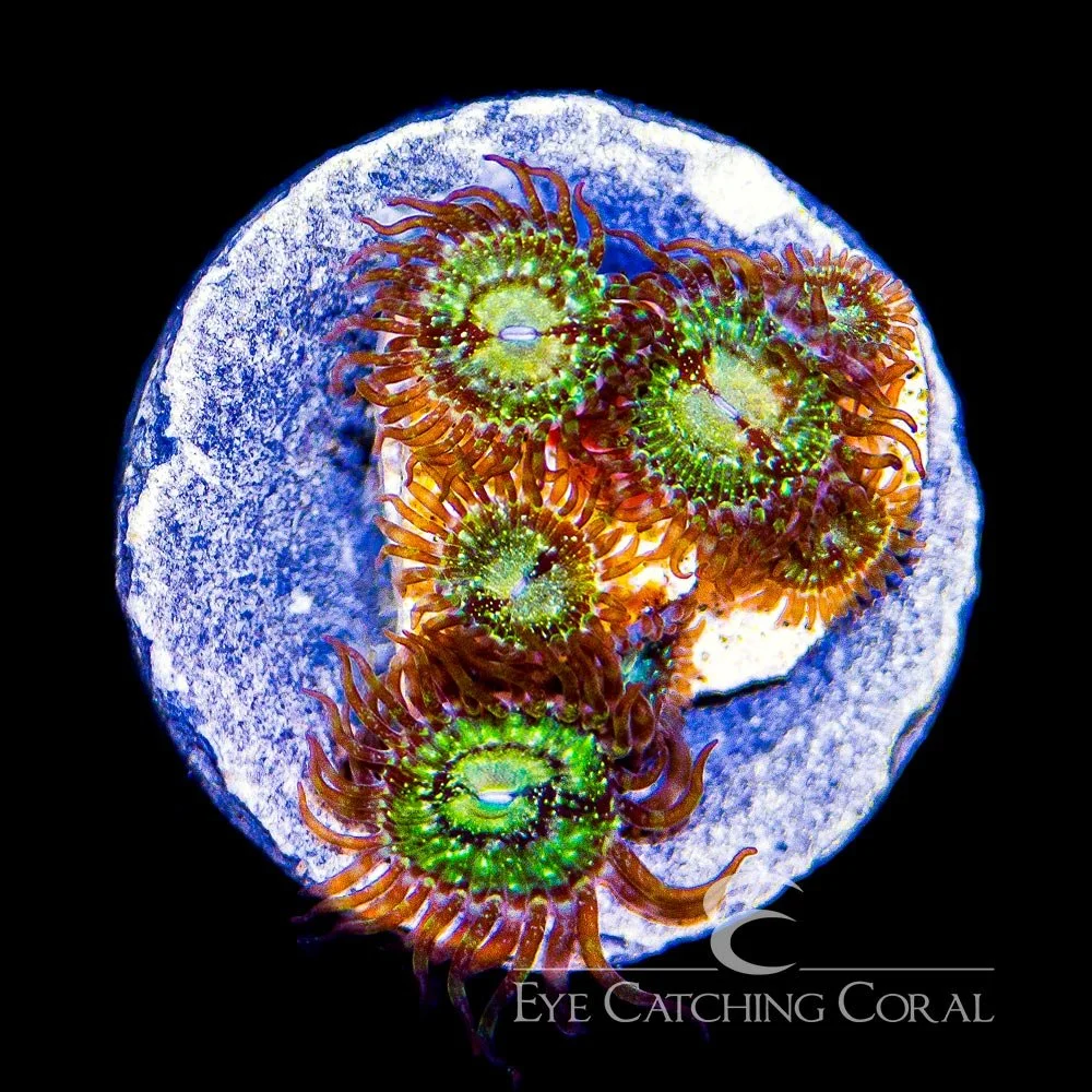 ECC Antivenom Palythoa Frag (4+ Polyp Average) — Special Order [AC153]