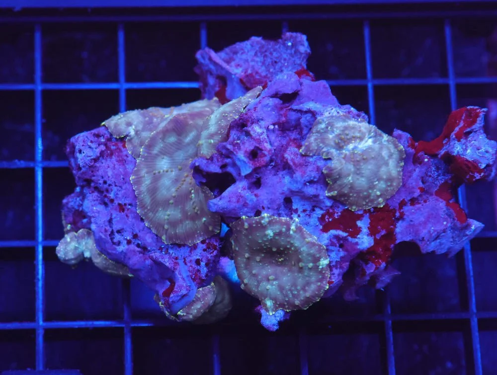 B65 -Marbled Disco Mushroom — Special Order [SDC-B65]