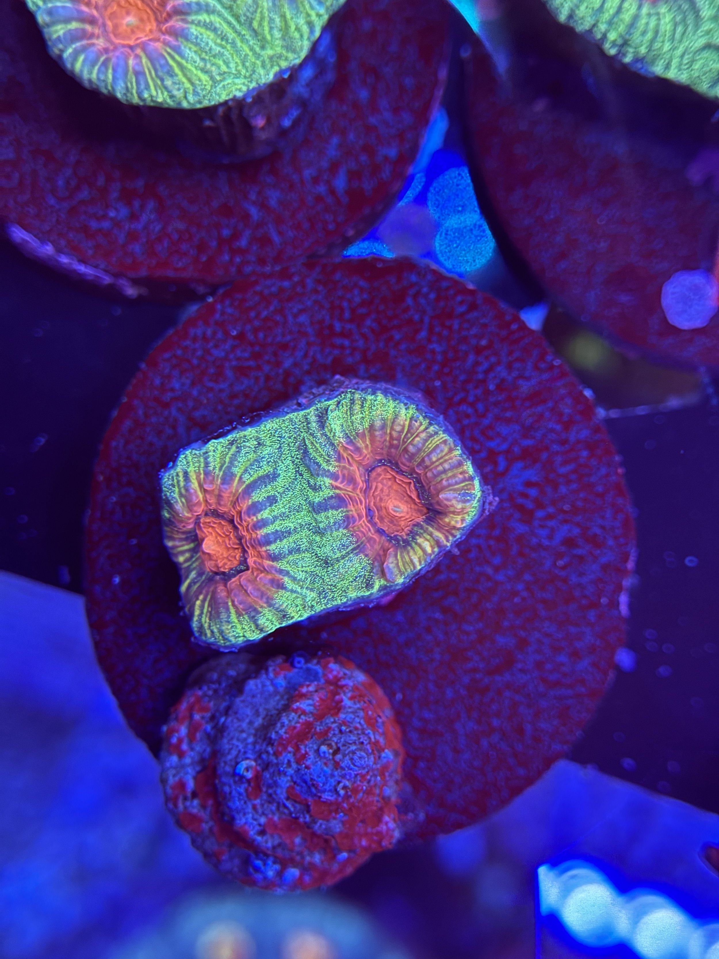 Watermelon Favia Frag 002