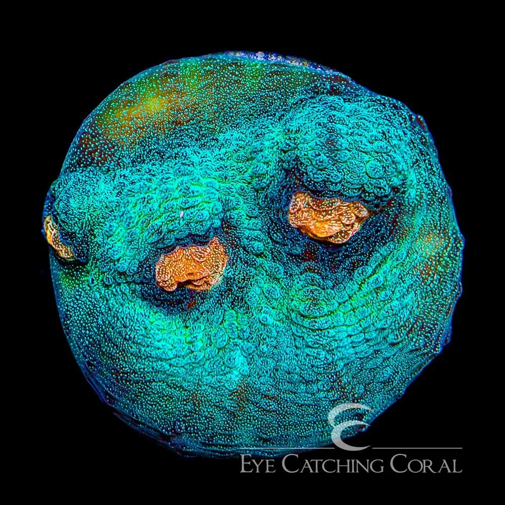 ECC Cobra Eye Chalice Frag — Special Order [AC819]