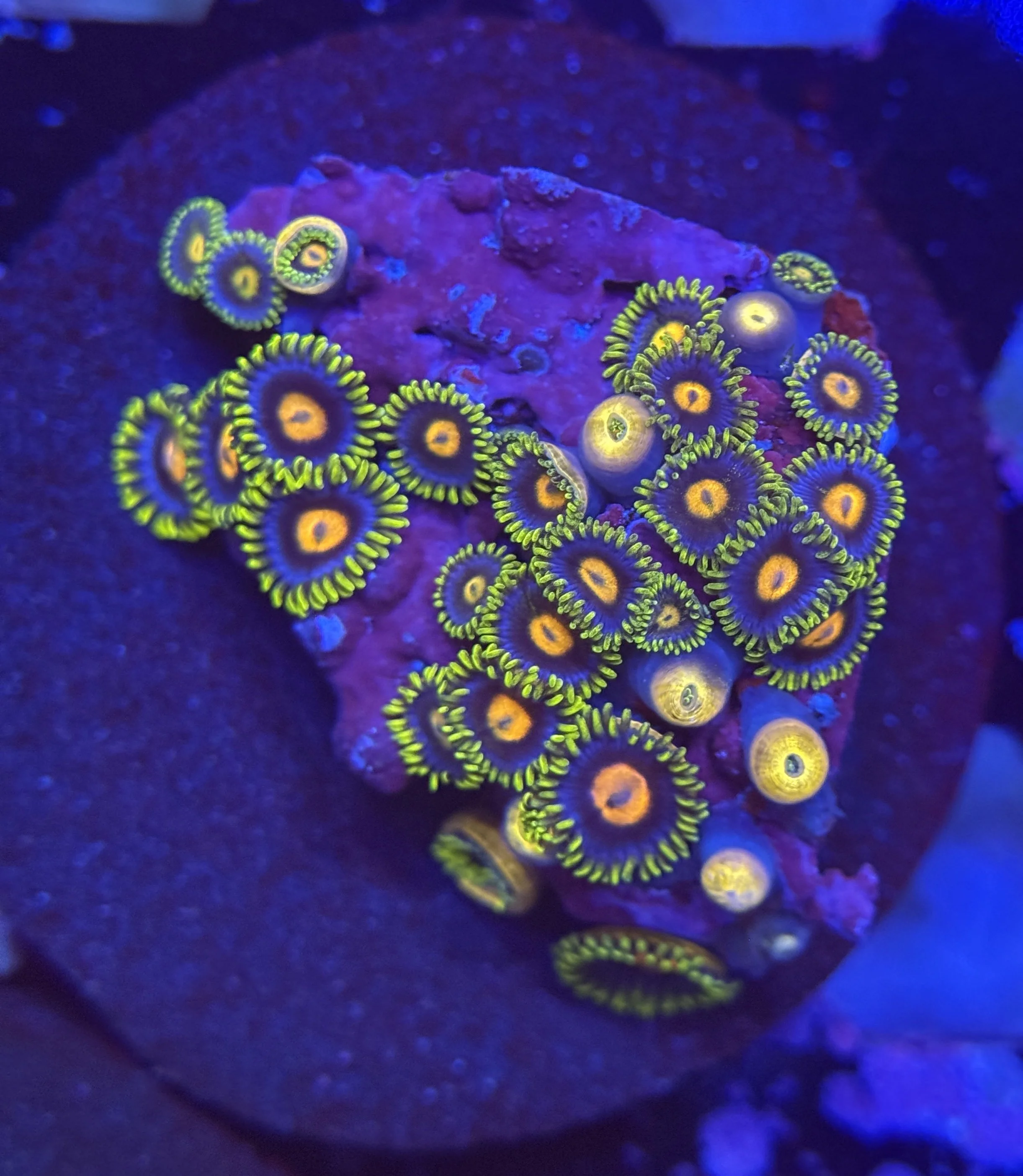 Assorted Zoa Frag 011