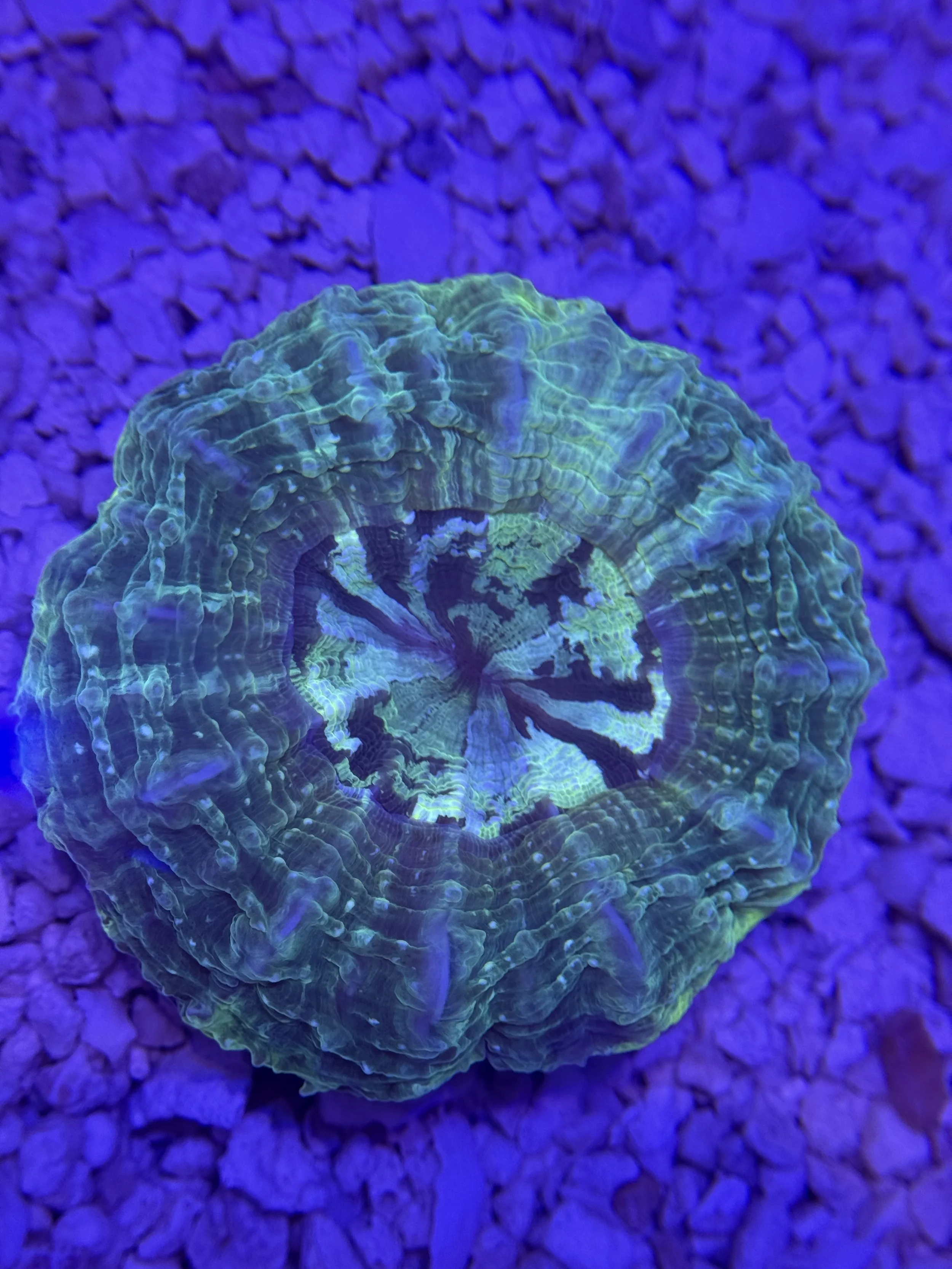 ALIEN GOO ACANTHOPHYLLIA