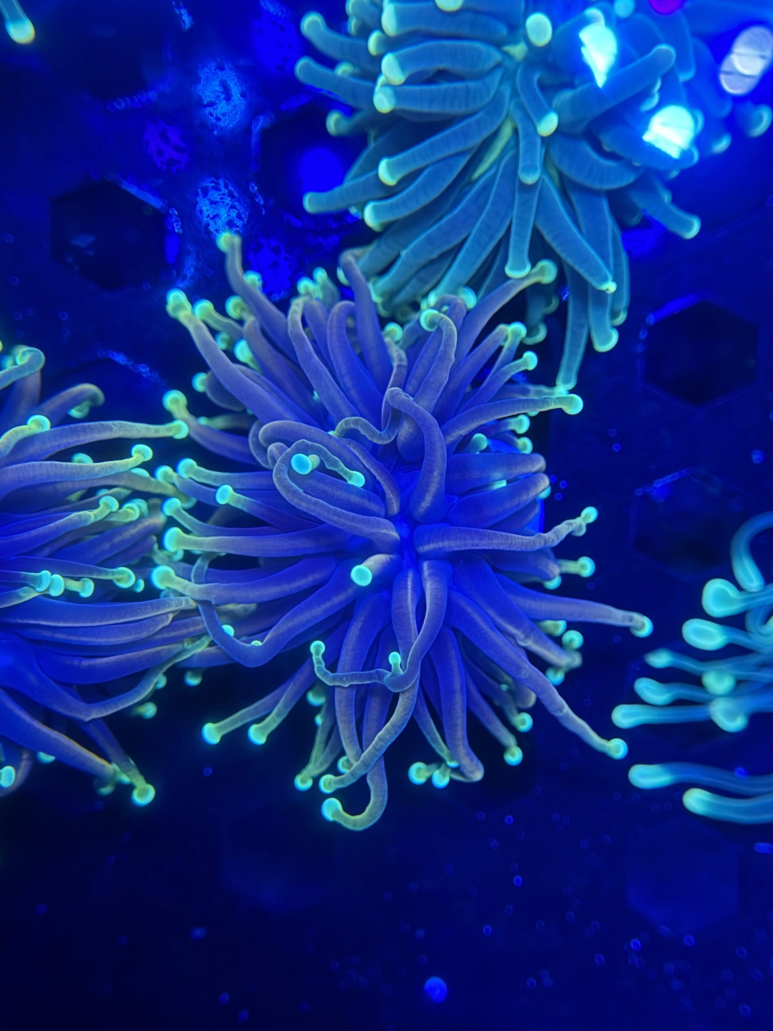 Dragon Soul Gold Torch