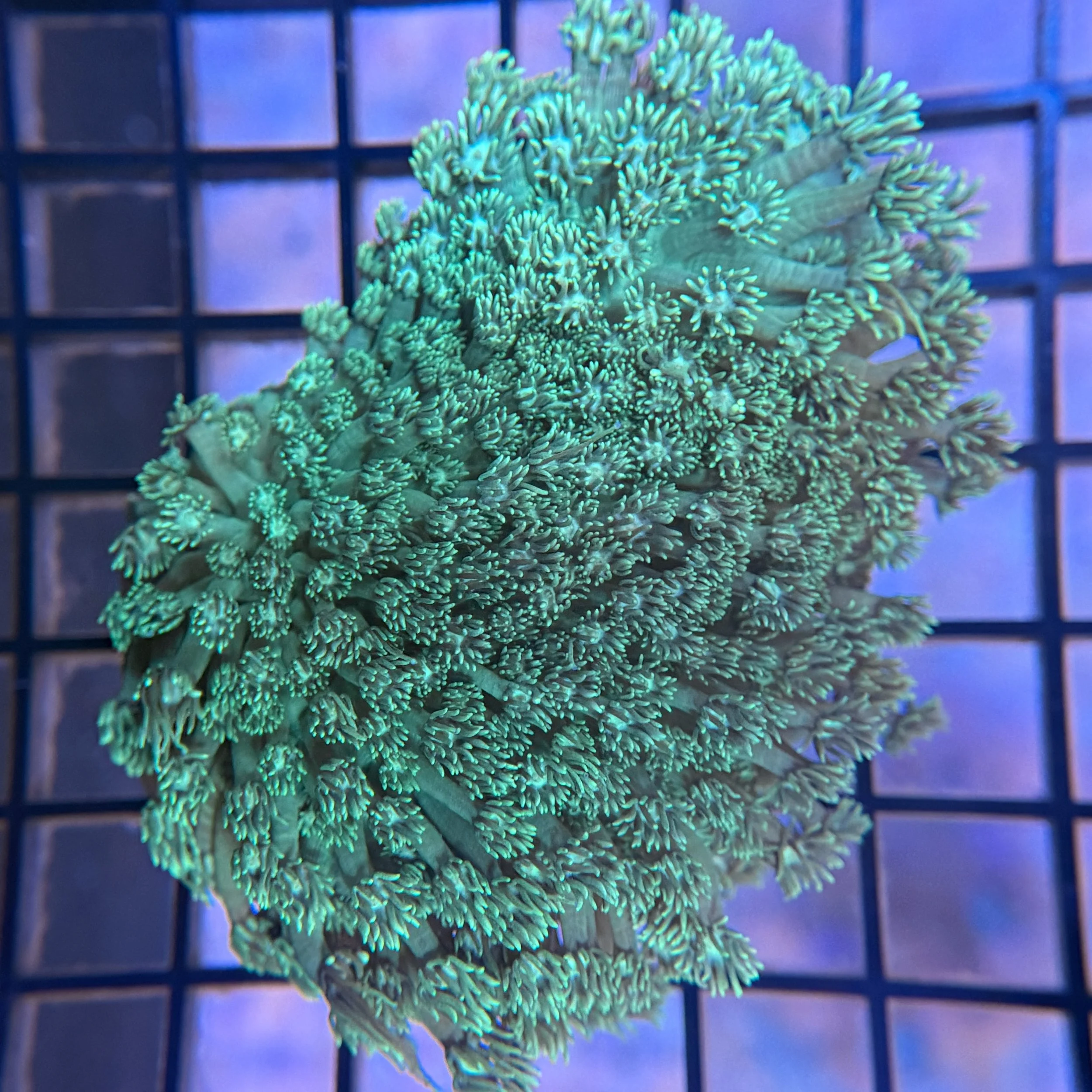 Neon Green Goniopora  Medium