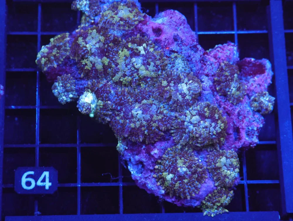 B64 -Jungle Book Rhodactis Mushroom — Special Order [SDC-B64]