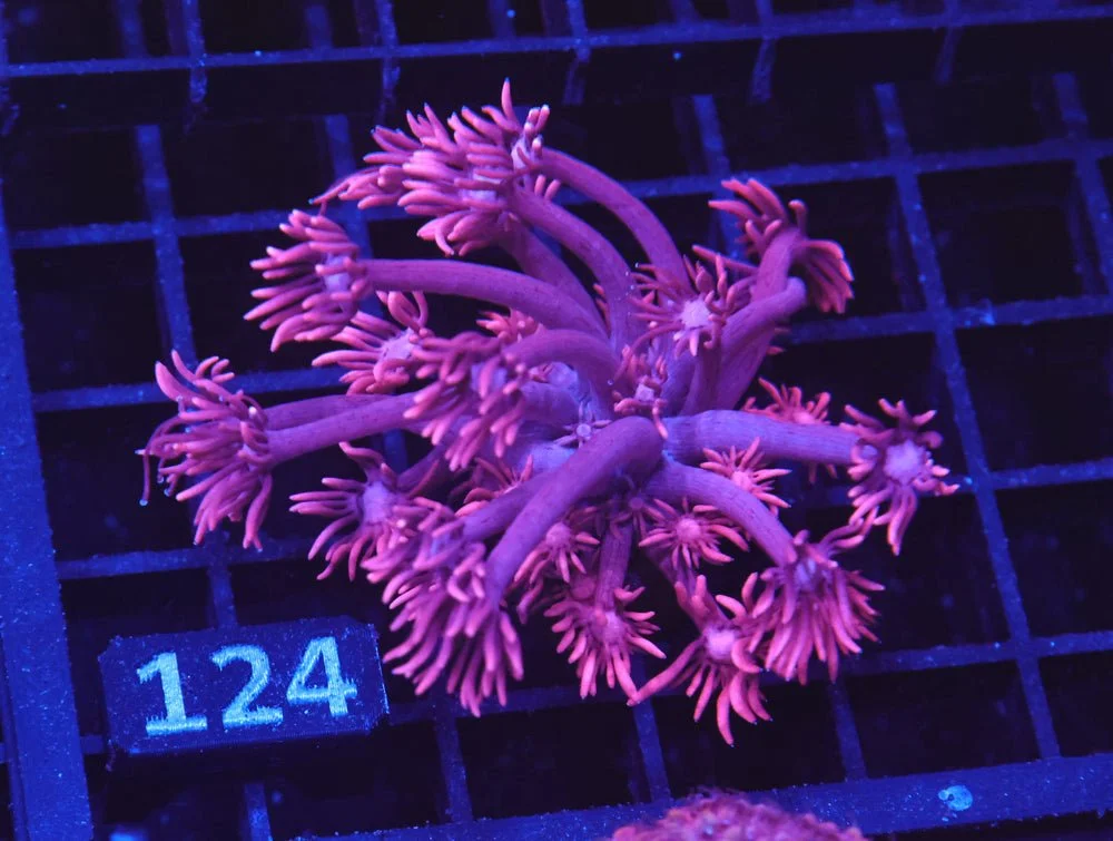 B124 - Aussie Mystic Pink Goniopora Cultured — Special Order [SDC-B124]