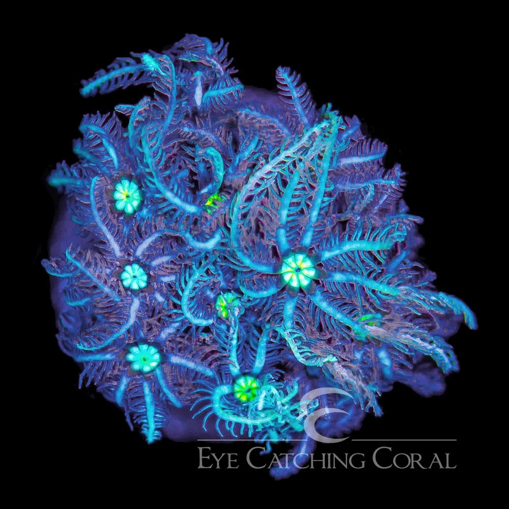 ECC Bad Hair Day Pipe Organ Frag — Special Order [AC981]