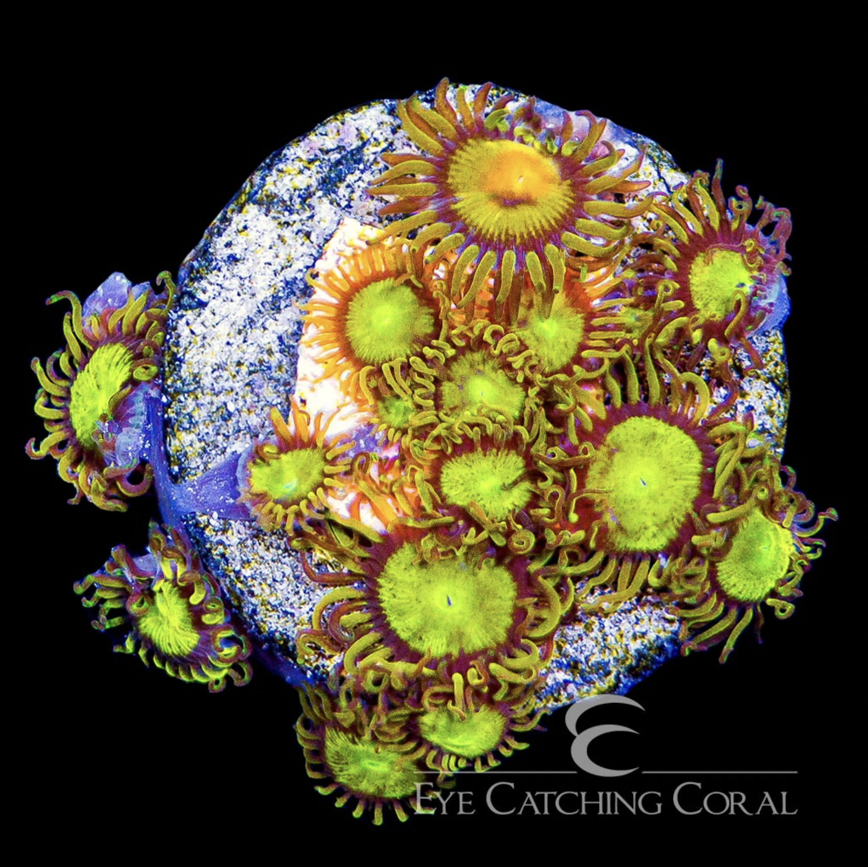 King Midas Zoanthid Frag
