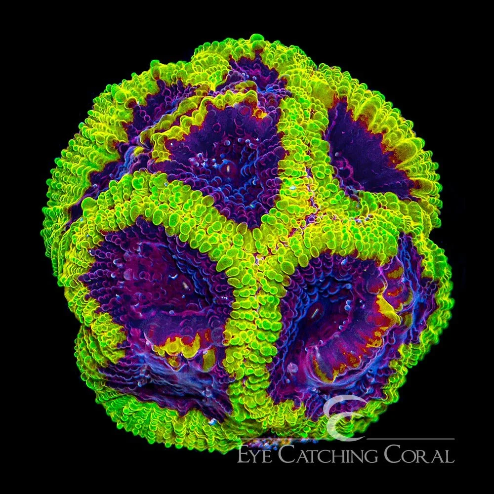 ECC Wolverine Favia Frag — Special Order [AC247]