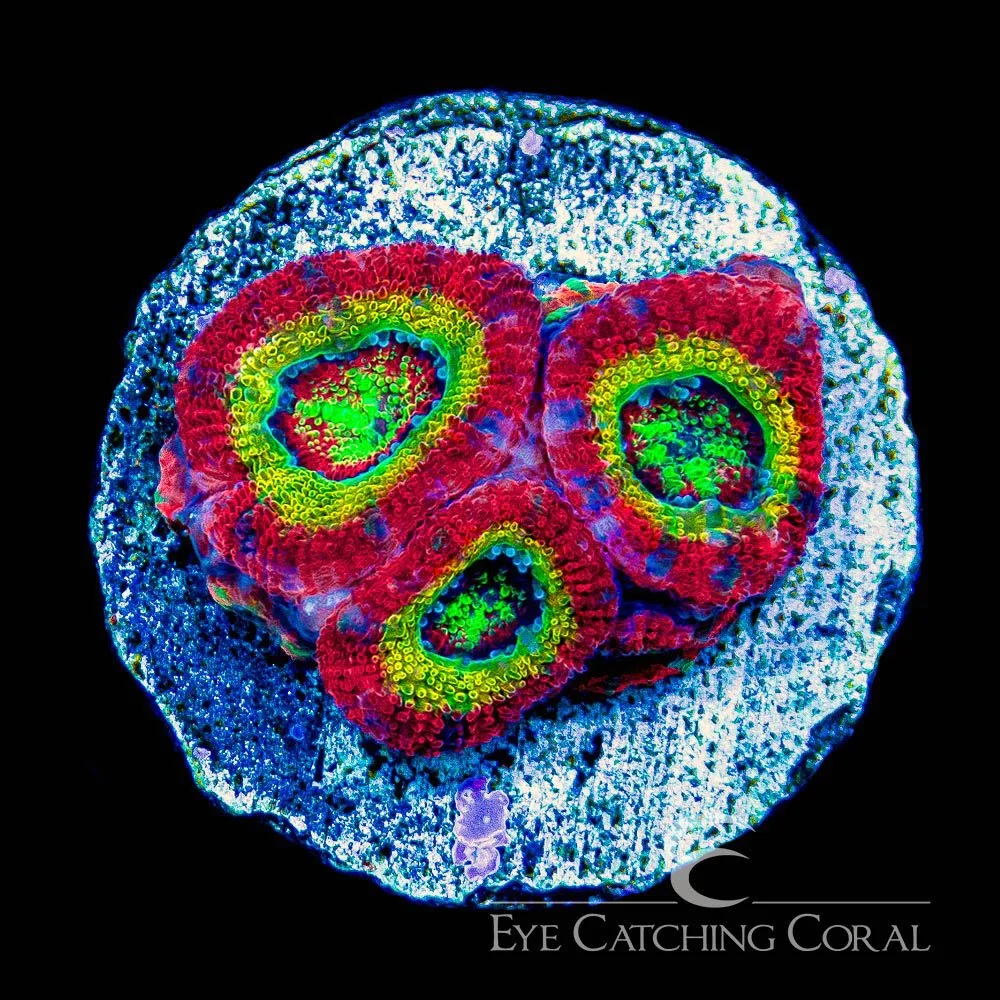 ECC Ruby Splash Micromussa Frag — Special Order [AC887]