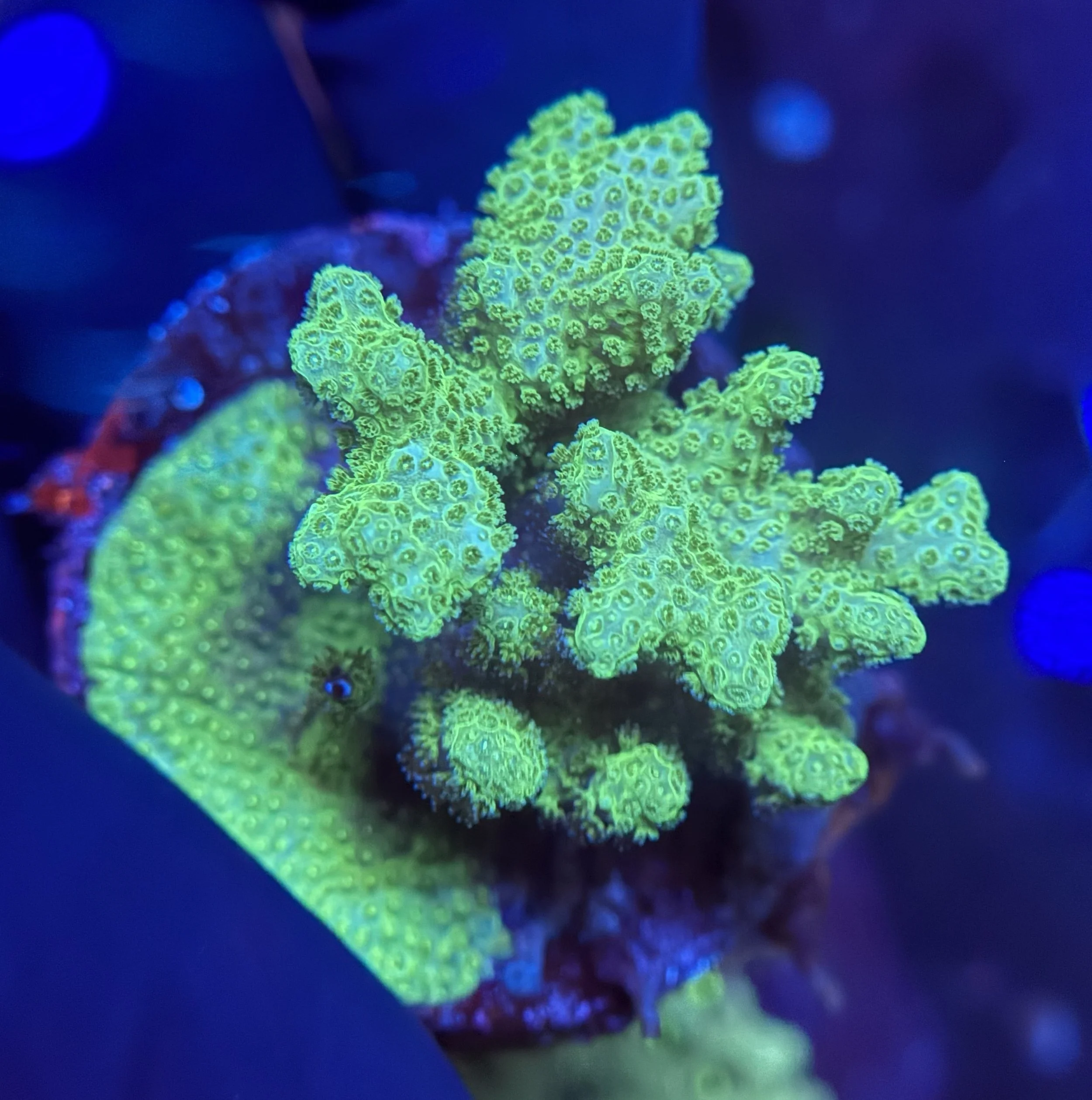 Neon Pocillopora Frag 003 $30.jpg