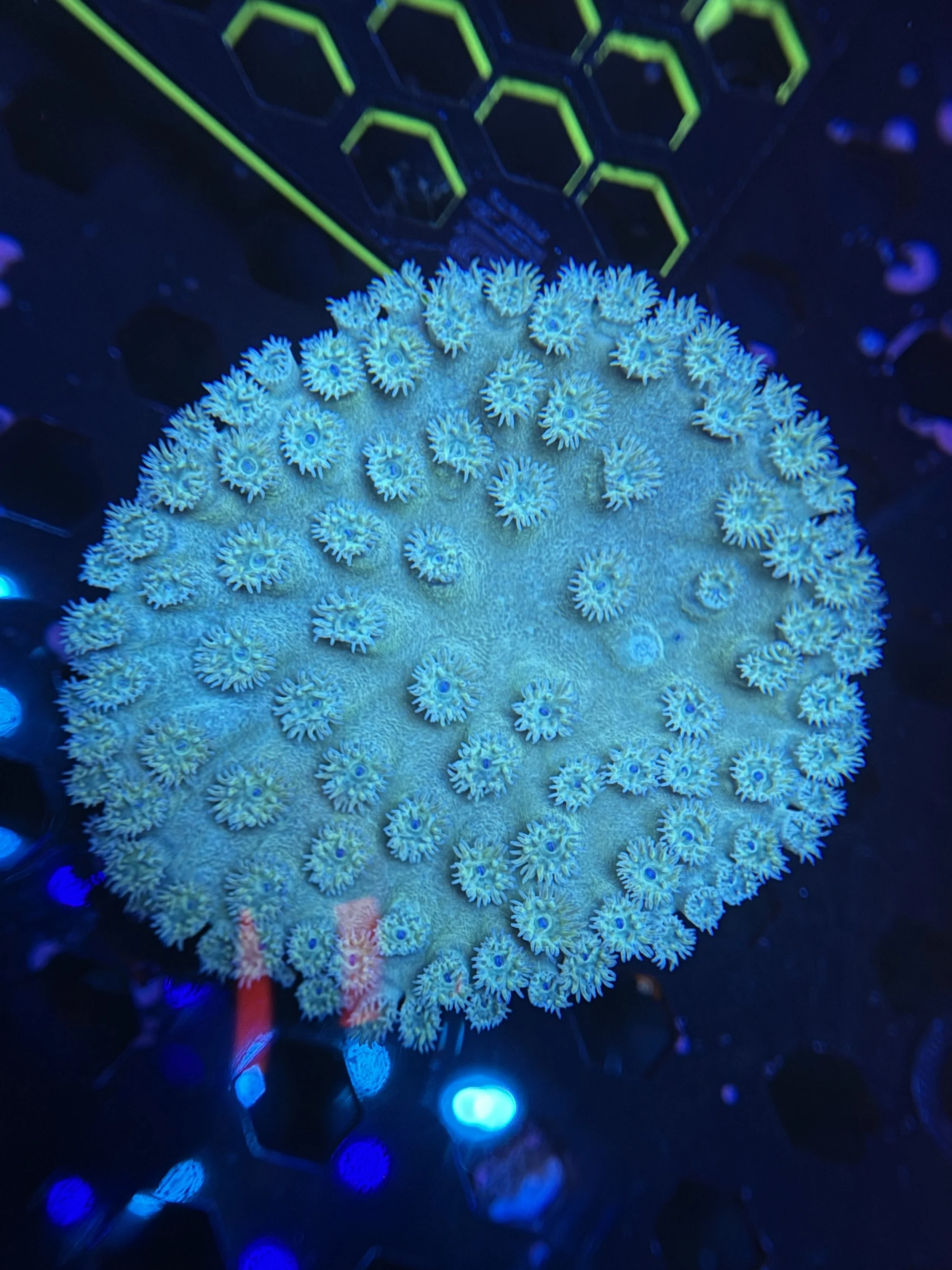 Turbinaria Teal $80.JPG