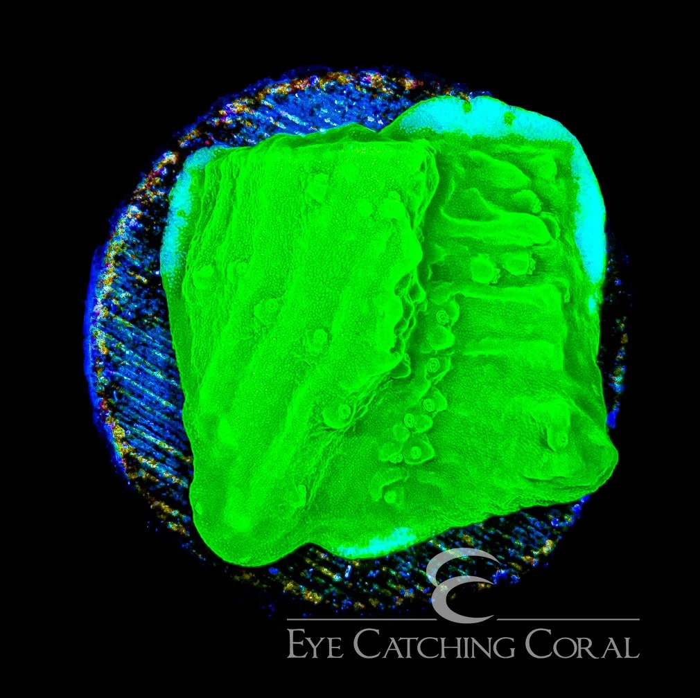 ECC Ghoulish Glow Montipora Frag — Special Order [AC1183]