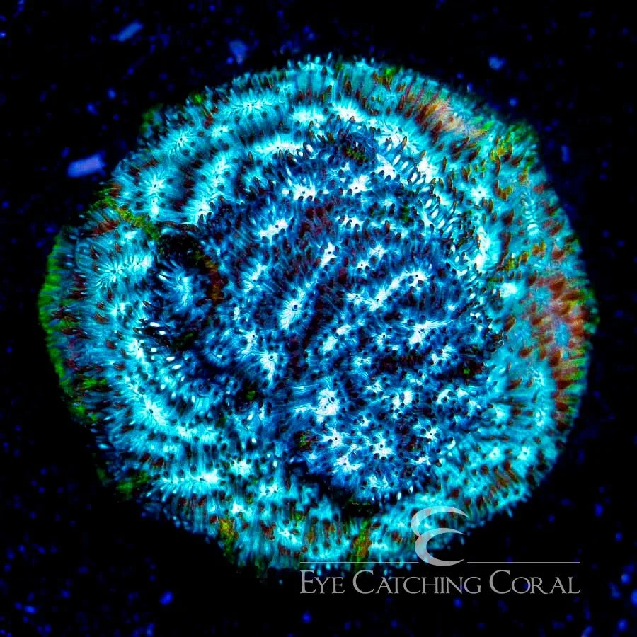 ECC Frankenstein Leptoseris Frag — Special Order [AC391]
