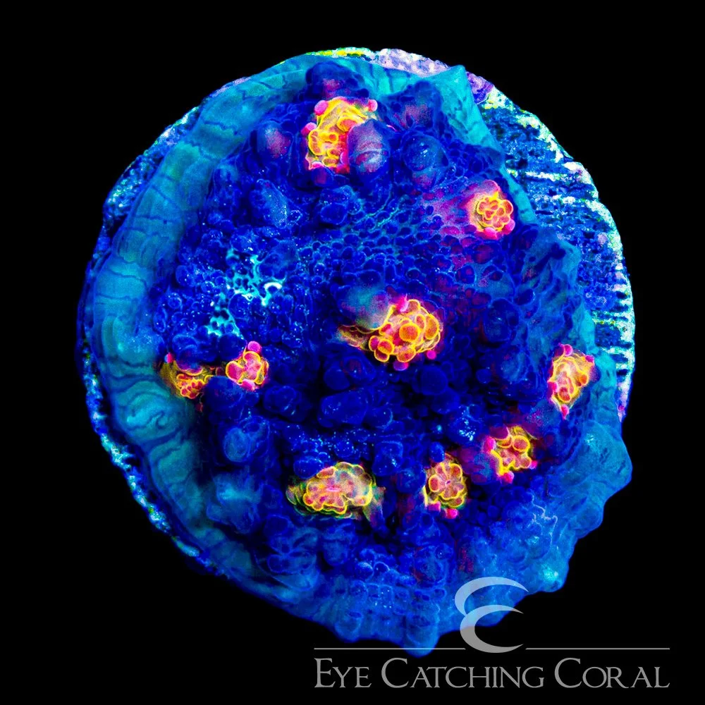 ECC Blue Crush Chalice Frag — Special Order [AC1114]