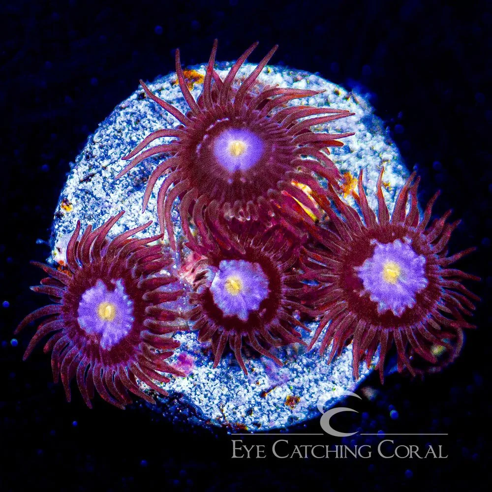 ECC Mystique Zoanthid Frag (4+ Polyp Average) — Special Order [AC33]