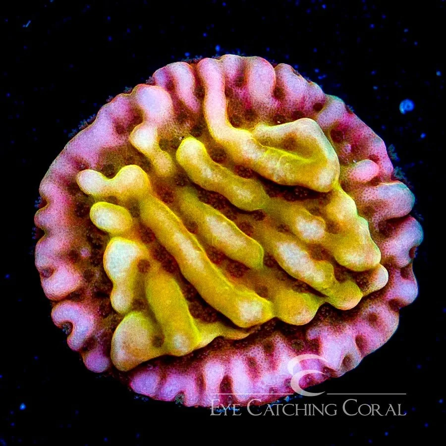 ECC Love Shack Montipora Frag — Special Order [AC270]