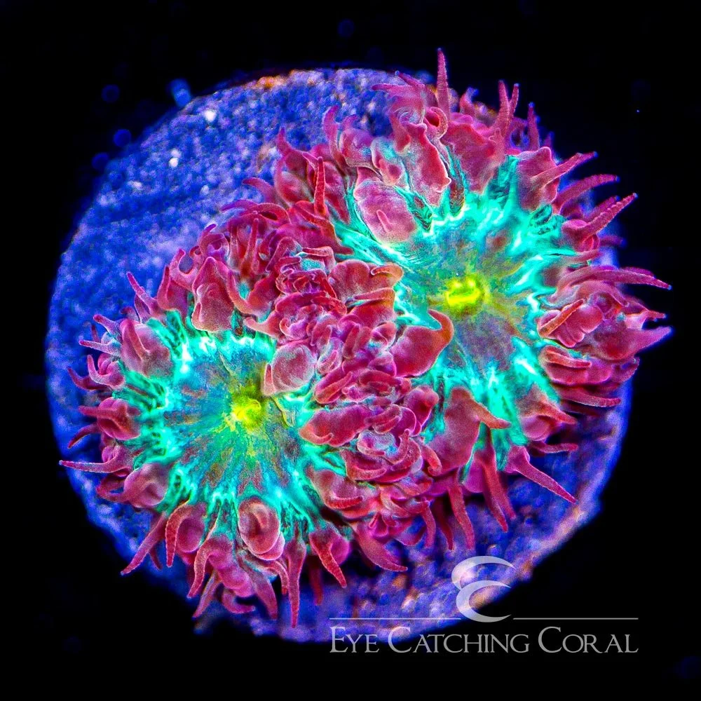 ECC Blind Eye Blastomussa Merletti Frag — Special Order [AC777]