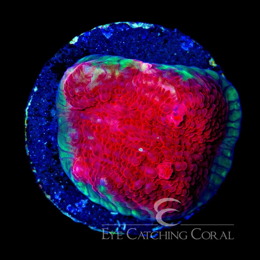 ECC Firewall Chalice Frag — Special Order [AC1115]