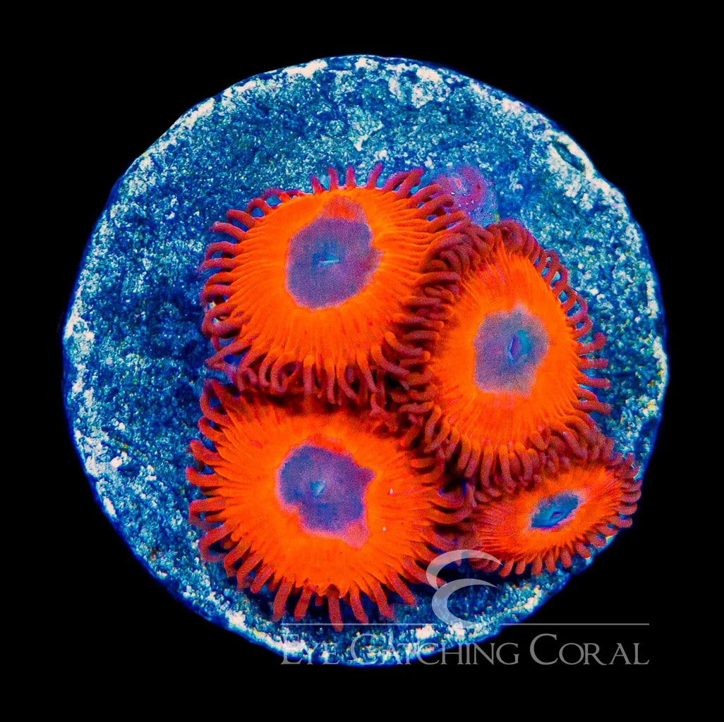 ECC Charmander Zoanthid Frag (4+ Polyp Average) — Special Order [AC952]