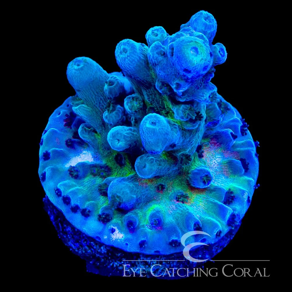 ECC Ice Tort Acropora Frag — Special Order [AC1176]