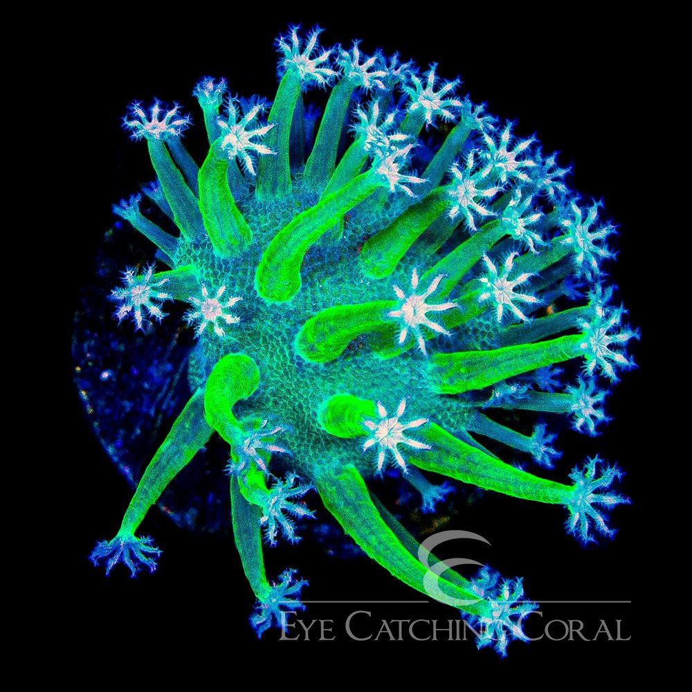 ECC Weeping Willow Toadstool Frag — Special Order [AC1090]