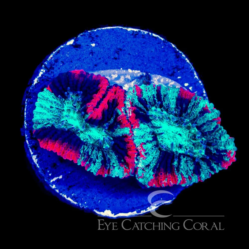 ECC Red Tide Micro Favia Frag — Special Order [AC1129]