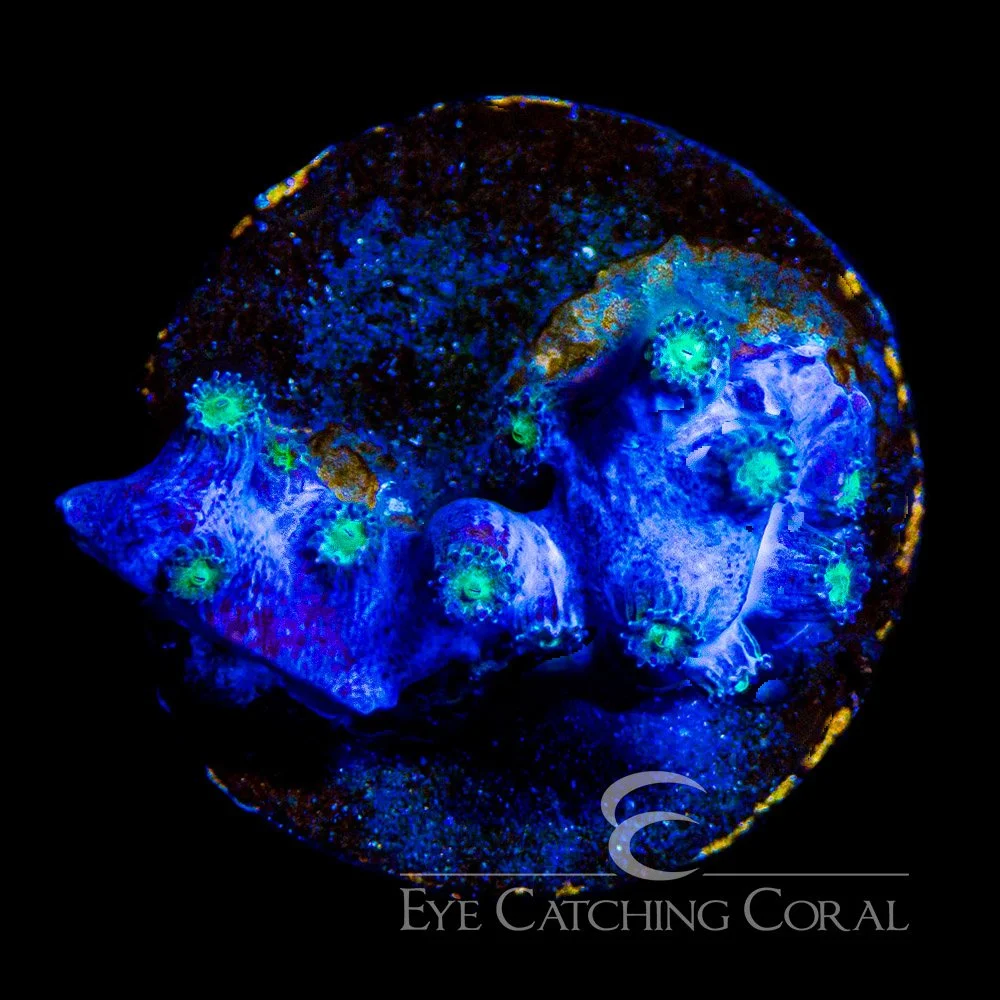 ECC Dark Matter Branching Cyphastrea Frag — Special Order [AC1088]